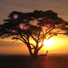 Vamos A la Savana_FredZone - Sept 2025