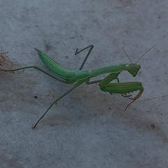 small/Capital w/W anatolia