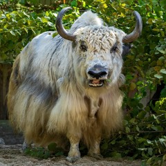 Yakblokker