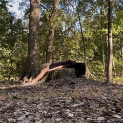 Pathway into the forest