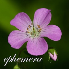ephemera