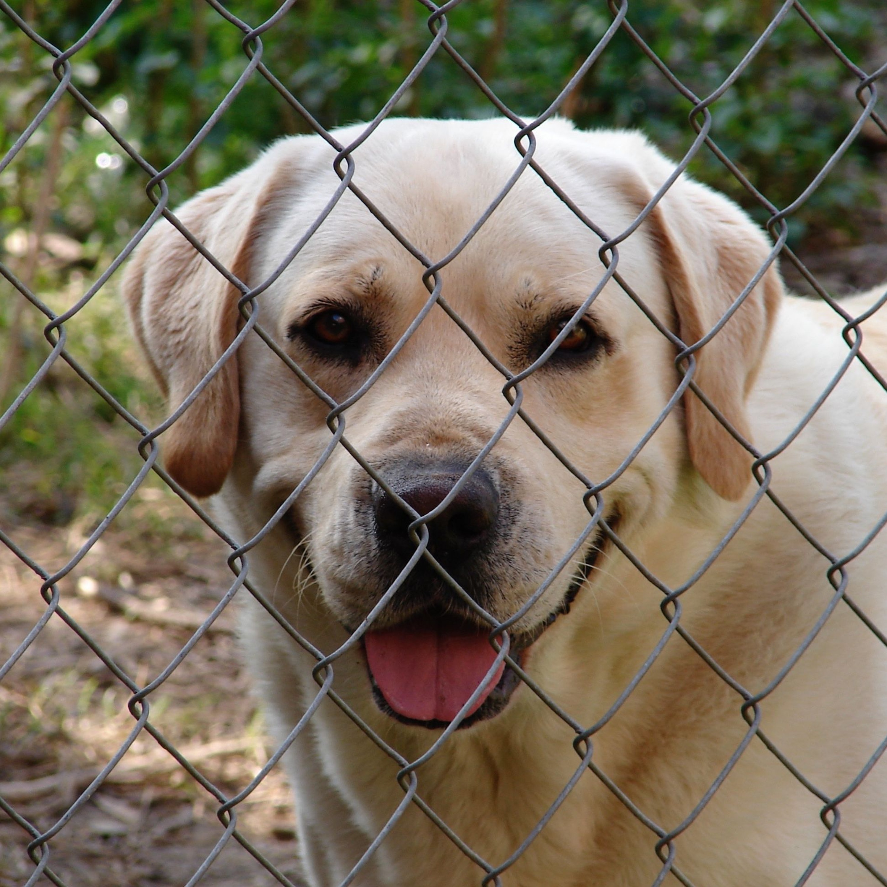 How to Choose the Best Holiday Care for Your Pets: A Stress-Free Guide