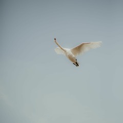 BELARUSIAN_SUIT[Sounding Souls of Belarus]