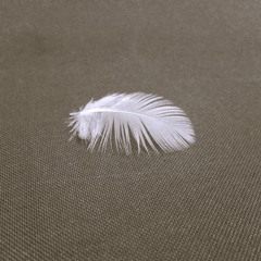 A Soul Is Like A Bird