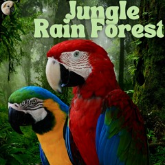 Jungle Rain Forest
