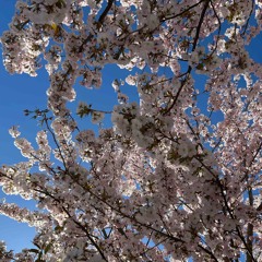 japanese blossom