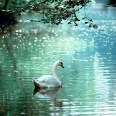 Saint-Saëns Le Cygne, The Swan (with melody part by piano, double rec) サン＝サーンス 白鳥 メロディーもピアノで二重録音