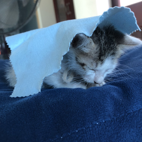 NNGMKY phiên bản ngớ ngẩn 🐝