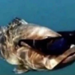 I REALLY REALLY LOVE THE BACKR00MS (Playboi Carti x Father’s Children).mp3