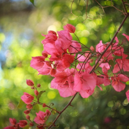 Fauré: Pas espagnol, Dolly Suite, Op.56 No. 6 (4hands2LayersSolo)  フォーレ 組曲ドリー スペインの踊り（二重録音）