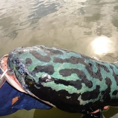 schizociopath - schizophrenic psychedelia