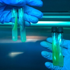 Hamparte - Honey Pot