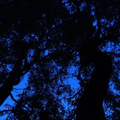 Summer Nights