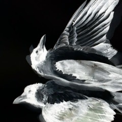 billie$        𓅔        @astra @fushi