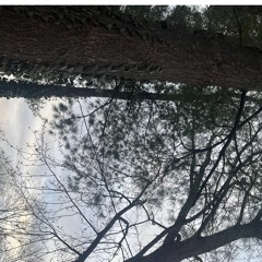 Clay Pigeons (cover)