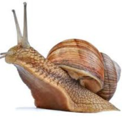 Kocham ślimaki