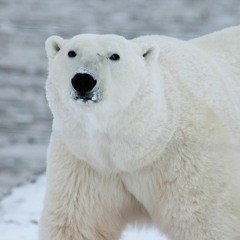 Food, Forgiveness and Polar Bears