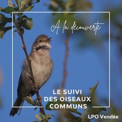 Le suivi des oiseaux communs avec Benoît