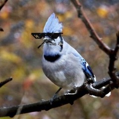 prévia x historia dos passarinhos x jota r x maiaz x nego duda x stay true