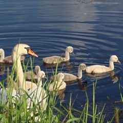 Silver Lake - No Copyright Music (by Oleg Mazur)