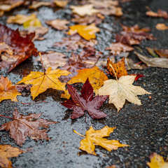 Stormy Leaves (Jazz Rain Relax)