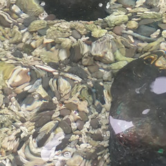 Buddha  like a shame on you  but diverent   by G ten Bruggencate