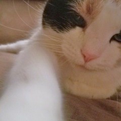 Kat