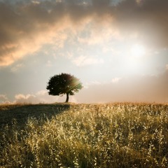 The Tree Song (Piano & Cello)