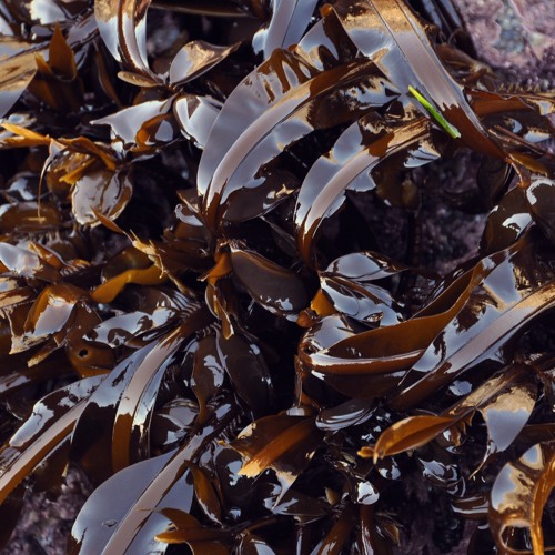 Tweakmorph [free download]