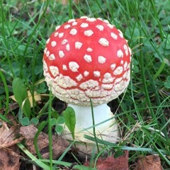 Digga mixtape vol. 41 (2020)