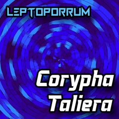 Corypha Taliera