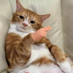 Sảng tại Cô lô nhơ