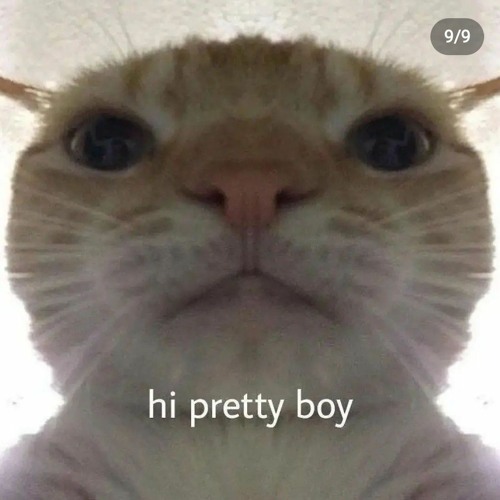 meow?