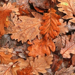 Trippie Redd - 4Life (Autumn Leaves)