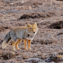 Yodi-O The Tibetan Fox