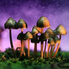 Panaeolus Cyanesens 02(Prog/Forest)