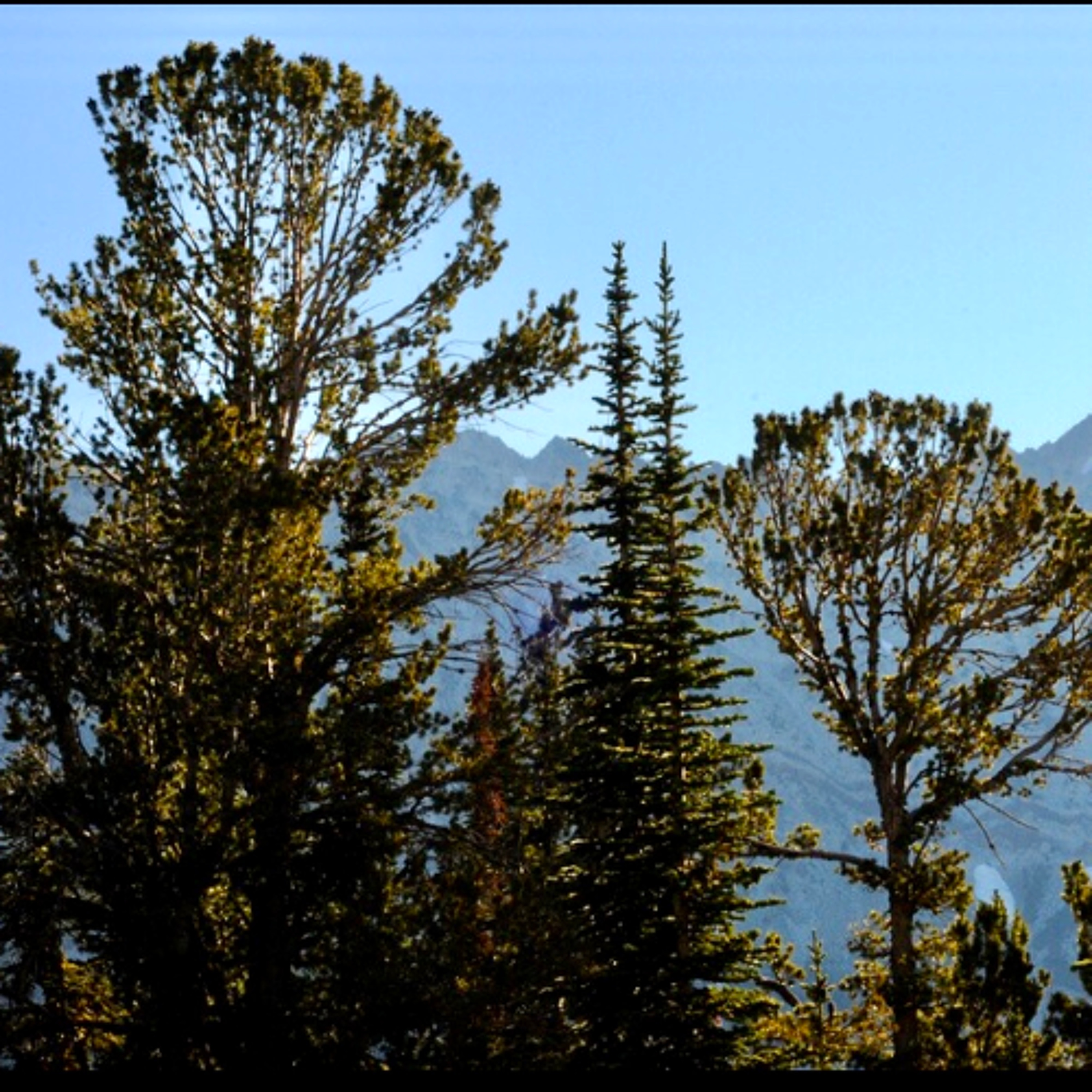 Alpine Ecosystem Destabilization and Cryospheric Transformation in the Bormio Corridor (1200–3000 m) episode artwork
