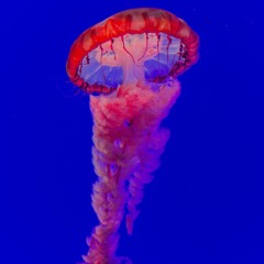Psychik Jellyfish