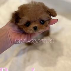 Toy Poodle Puppies for Sale California – Healthy Micro Teacup Poodles at Tiara Pet