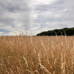 across the fields
