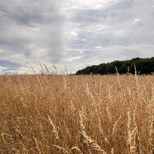 across the fields