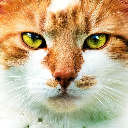 🎧 Maxi the cat discovers my microphone ... 🎧 Binaural