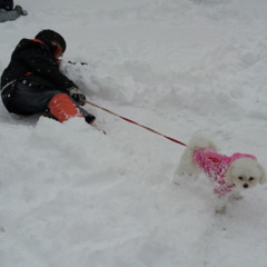 犬の冬