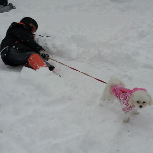 犬の冬
