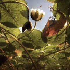 (nightcore) serani poji - the body of an earthling (愛)