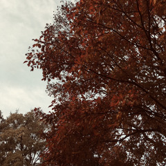 가을이 피어나듯