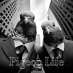 Pigeon Life