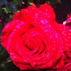 Amy Wine House Cover Back To Black Cover