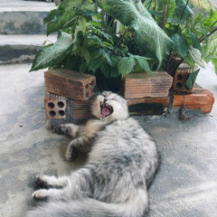 NHẠC REMEAT 2024 (không lak)