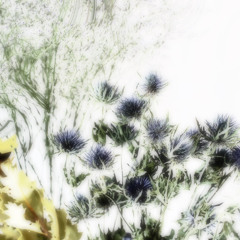 Eryngium